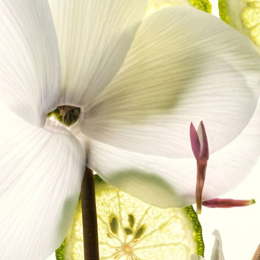 Fresh & clean - Fragancia pura