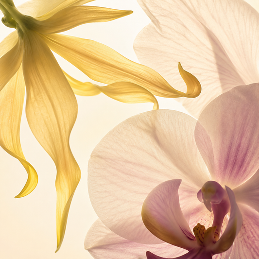 Ylang Breeze - Fragancia pura